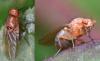311430 – Photo : Jean-Michel GAREL – France (89)
